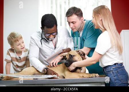 Netter Hund wird von selbstbewussten männlichen Tierarzt untersucht, seine gutaussehende freundliche Vormund ist in der Nähe. Health Care Konzept Stockfoto