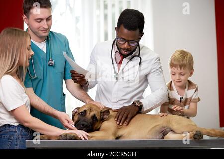 Zwei Tierärzte, die den Hund im Kabinett untersuchen, afrikanische und kaukasische Fachärzte diskutieren Pathologien, Krankheiten und gehen, um den Hund zu behandeln Stockfoto