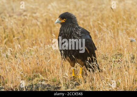 Porträt einer gestreift Caracara (Phalcoboenus australis) im gelben Gras stehend Stockfoto