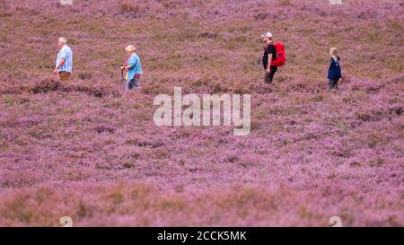 Hohe Mark, Münsterland, Deutschland. August 2020. Spaziergänger genießen die farbenfrohe Darstellung. Die violette erica-Heide (calluna vulgaris) blüht in der Westruper Heide, einem Teil des Naturschutzgebietes hohe Mark im Münsterland. Jedes Jahr gegen Ende August zieht die farbenfrohe Blüte viele Besucher an, die frei über die sandigen Wege gehen können, die durch die blühenden erica-Pflanzen und Wacholdersträucher schneiden. Kredit: Imageplotter/Alamy Live Nachrichten Stockfoto