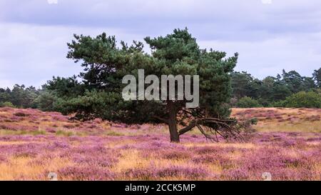 Hohe Mark, Münsterland, Deutschland. August 2020. Die violette erica-Heide (calluna vulgaris) blüht in der Westruper Heide, einem Teil des Naturschutzgebietes hohe Mark im Münsterland. Jedes Jahr gegen Ende August zieht die farbenfrohe Blüte viele Besucher an, die frei über die sandigen Wege gehen können, die durch die blühenden erica-Pflanzen und Wacholdersträucher schneiden. Kredit: Imageplotter/Alamy Live Nachrichten Stockfoto