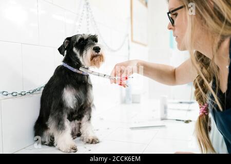 Nahaufnahme der weiblichen Pistenerin, die Schnauzer's Haare auf dem Tisch schneidet Im Tiersalon Stockfoto