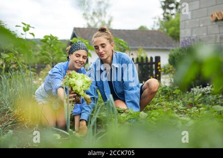 Junge Frau zeigt Salat an Freund während der Arbeit in der Gemeinschaft Garten Stockfoto
