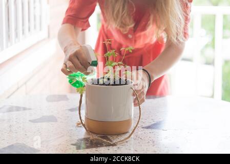 Mittlere Erwachsene Frau, die die Pflanze auf dem Tisch auf dem Balkon wässert Stockfoto