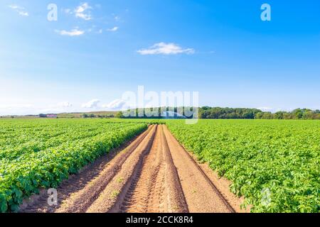 Feldweg, der im Sommer durch ein riesiges Kartoffelfeld führt Stockfoto