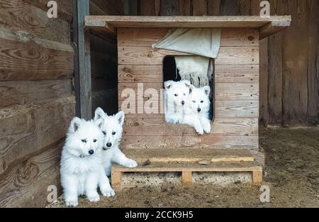 Niedliche Welpen von einem weißen Schweizer Schäferhund in einem Holz Kabine Blick in die Kamera Stockfoto