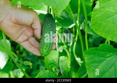 Mann hält frische Bio-Gurke im Gemüsegarten angebaut Stockfoto