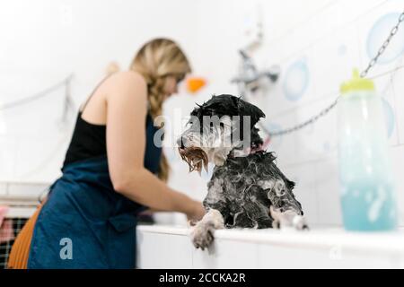 Nahaufnahme von nassem Schnauzer im Waschbecken mit weiblicher Pistenarbeit Im Hintergrund Stockfoto