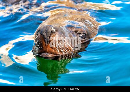 Schwimmende braune Fellrobbe für Erwachsene (Arctocephalus pusillus) Stockfoto
