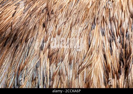 Federn eines weiblichen südafrikanischen Straußes (Struthio camelus australis) Stockfoto