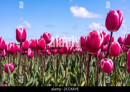 Rosa Tulpen blühen im Frühlingsfeld Stockfoto