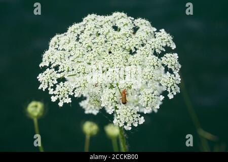Wilde Karotte (Daucus carota) in Blüte Stockfoto
