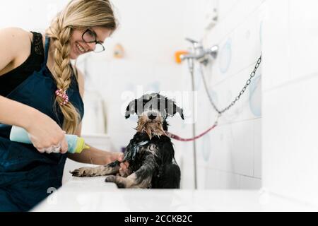 Lächelnd weibliche Pistenschnauzer im Waschbecken im Tiersalon Stockfoto