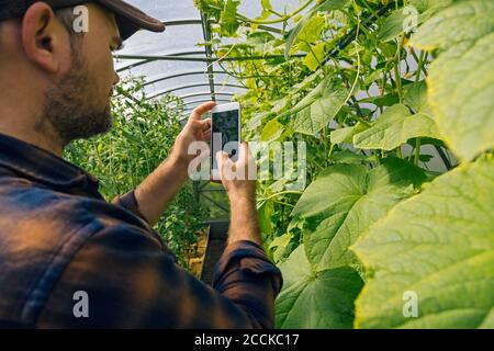 Landwirt nimmt Smartphone-Bild von Pflanzen in einem Gewächshaus Stockfoto