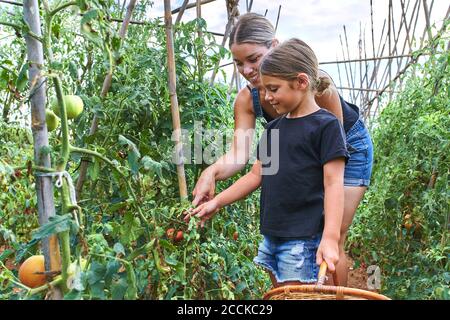 Mutter und Tochter mit Weidenkorb im Gewächshaus mit Tomate Anlagen Stockfoto