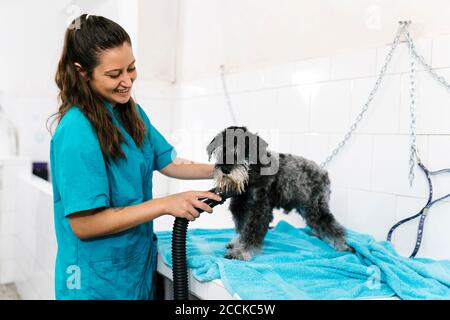 Lächelnd frauentrocknen nassen Schnauzer mit Trockner auf dem Tisch Im Tiersalon Stockfoto