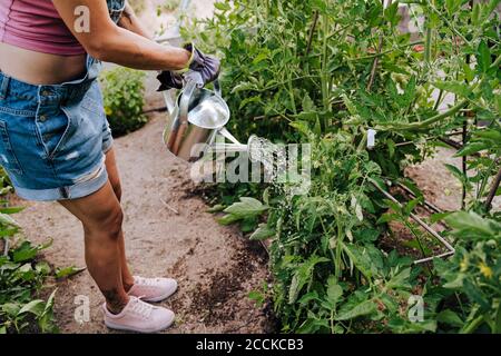 Frau, die Pflanzen wässern, während sie im Gemüsegarten steht Stockfoto