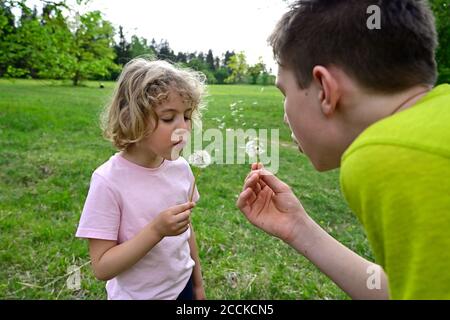 Nahaufnahme von Geschwistern, die Löwenzahn-Samen im Wald blasen Stockfoto