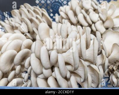 Nahaufnahme von grauen Austernpilzen. Stockfoto