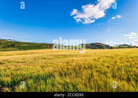 Gelbe Gerste (Hordeum vulgare) Feld im Sommer Stockfoto