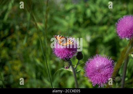 Kleine Schildpatt (Aglais urticae), die auf einer stumpf-losen Distel (Carduus defloratus) starkelt Stockfoto