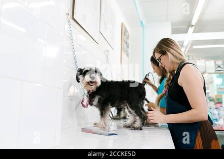 Weibliche Pistenraupen putzen und schneiden Haare von Schnauzer Hund in Tierhandlung Stockfoto