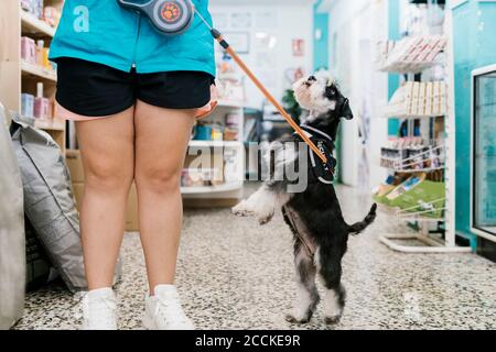 Schnauzer Aufzucht durch weibliche Pistenraupe auf gefliestem Boden Tierhandlung Stockfoto