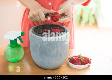 Nahaufnahme einer Frau mittleren Erwachsenen, die Erdbeeren im Blumentopf schneidet Auf dem Tisch Stockfoto