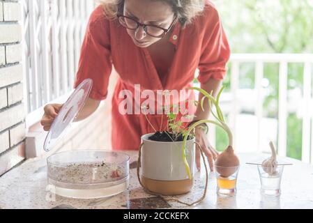 Mittlere Erwachsene Frau trägt Brillen Pflanzen Nahrung auf Tisch in Balkon Stockfoto