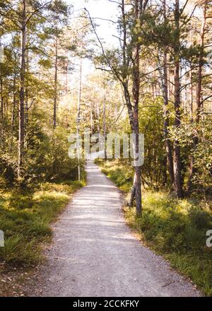 Wanderweg in der Mitte des Waldes umgeben von Farbe Schöne orange Herbstblätter in göteborg schweden Stockfoto
