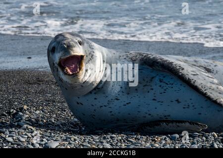 Porträt der Leopardenrobbe (Hydrurga leptonyx) Liegen am felsigen antarktischen Strand Stockfoto