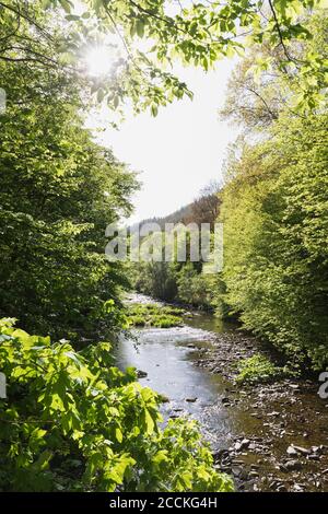 RUR fließt im Frühling durch den Naturpark hohe Fens - Eifel Stockfoto