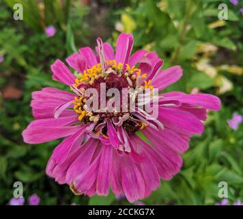 echinacea purpurea Blüte mit gelben Staubgefäßen zeigen sich im Sommer Stockfoto