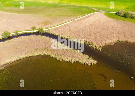 Schilf wächst am Ufer des Hopfensees im Frühjahr Stockfoto