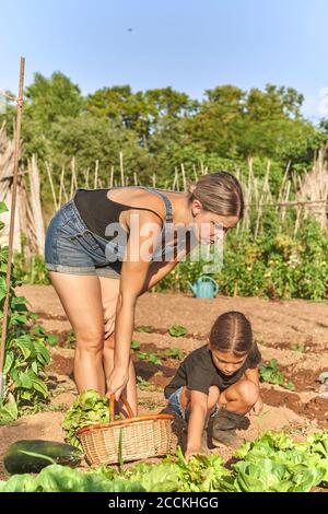 Mutter und Tochter ernten Salat im Garten Stockfoto