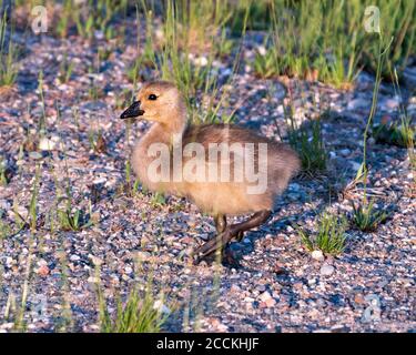 Kanadische Gänse-Gänse-Nahaufnahme Profilansicht mit einem Laubhintergrund in seinem Lebensraum und Umgebung Blick auf die linke Seite. Stockfoto