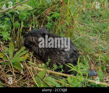 Biber Baby Nahaufnahme Gras essen, zeigt braune Fell, Körper, Kopf, Augen, Ohren, Nase, Schnurrhaare, Pfoten, in seiner Umgebung und Lebensraum mit einem Laub fo Stockfoto