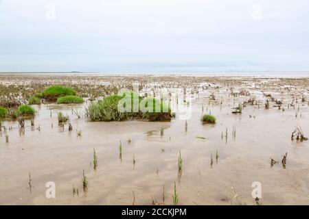 Deutschland, Niedersachsen, Salicornia wächst in den Nationalparks Wattenmeer Stockfoto