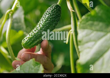 Zugeschnittenes Bild des Menschen berühren frische Gurke im Garten gewachsen Stockfoto