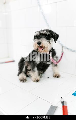 Niedlicher Schnauzer sitzt auf dem Tisch gegen die Wand im Tiersalon Stockfoto