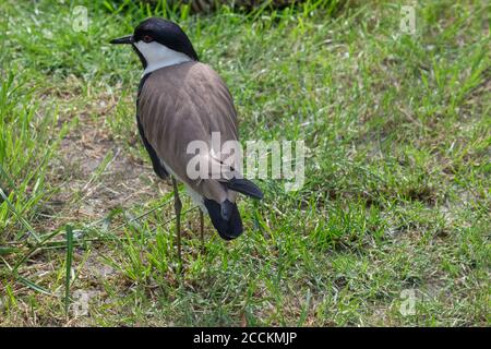 Chilenischer Kiebitz auf grünem Gras, von oben gesehen Stockfoto