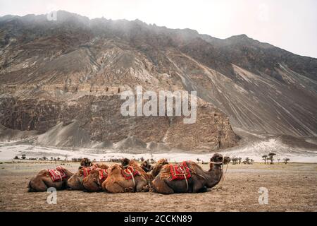 Indien, Ladakh, Kamele ruhen in Bergtal Stockfoto