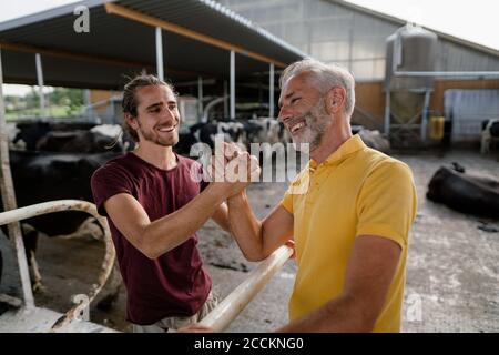 Glücklicher reifer Bauer und erwachsener Sohn schüttelt die Hände bei der Kuh Haus auf einem Bauernhof Stockfoto