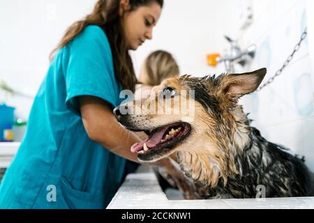 Weibliche Pistenbude deutscher Schäferhund im Waschbecken im Tierladen Stockfoto