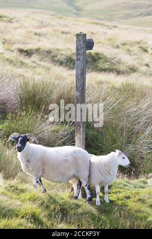 Schwarz gesichtige Schafe an einem Wegweiser in der Nähe von Chew Green über Otterburn Ranges im Herzen der Hügel des Northumberland National Park Stockfoto