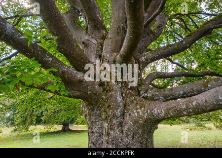 Stamm der alten Buche (Fagus sylvatica) Stockfoto