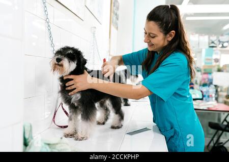 Junge Frau kämmt die Haare von Schnauzer auf dem Tisch im Tiersalon Stockfoto