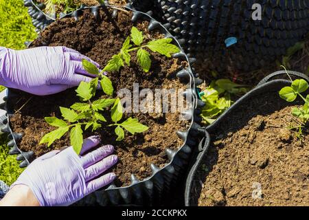 Nahaufnahme der weiblichen Hände in Handschuhen, die mit Tomaten Pflanzen arbeiten. Gartenkonzept. Stockfoto