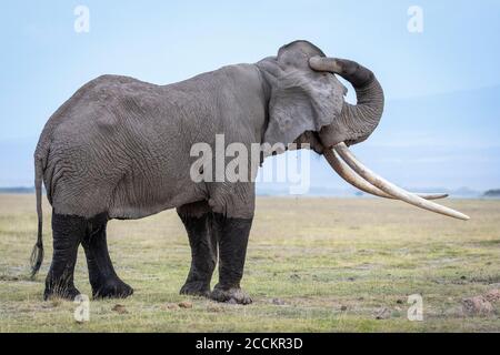 Elefantenmännchen mit riesigen Stoßzähnen und nassen Beinen in Amboseli In Kenia Stockfoto