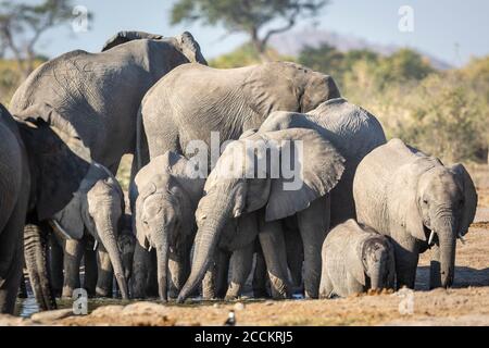 Familie von Elefanten suchen sehr durstig trinken von einem kleinen Wasserloch in Savuti in Botswana Stockfoto